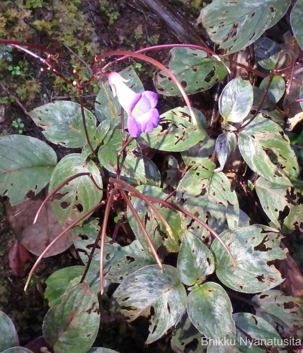 Henckelia communis (Gardner) D.J.Middleton & Mich.Möller